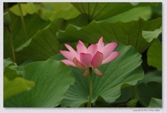 荷花【丙午年-325】
