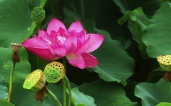 [26259] 江北休闲绿地的荷花（18）