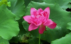 [26259] 江北休闲绿地的荷花（18）
