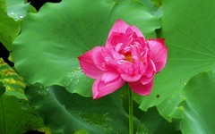 [26259] 江北休闲绿地的荷花（18）