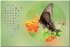 最爱蝶恋花（尼康D800+70-300镜头）