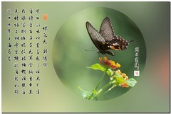 最爱蝶恋花（尼康D800+70-300镜头）