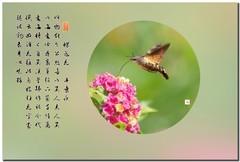 最爱蝶恋花（尼康D800+70-300镜头）