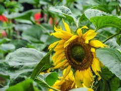 向日葵