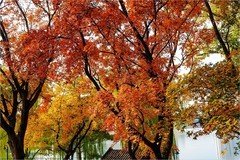 2025年第0825贴-紫竹院公园纪实旅拍（1127）