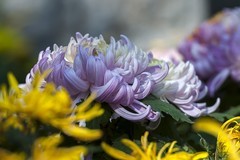 济南趵突泉第46届金秋菊展-10