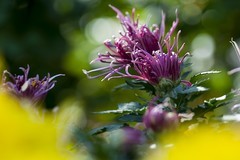 济南趵突泉第46届金秋菊展-10