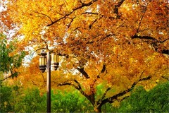 2025年第0827贴-地坛公园纪实旅拍（1127）