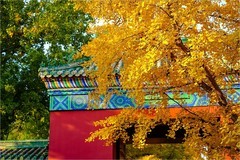 2025年第0827贴-地坛公园纪实旅拍（1127）