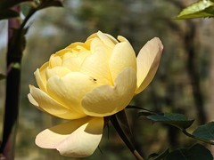 拍摄花卉一（903）