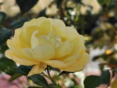 拍摄花卉一（903）