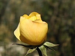 拍摄花卉一（903）