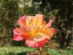 拍摄花卉一（904）