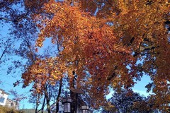 杭州临安区红叶村游随拍