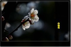 白梅花