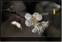 白梅花