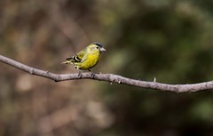 小黄雀（八十九）