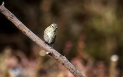 小黄雀（八十九）