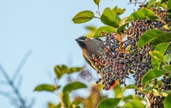 太平鸟（四十）