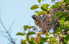 太平鸟（四十）
