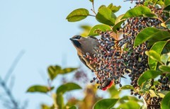 太平鸟（四十）