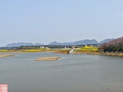 2025.3.23安顺万亩樱花拍（11）