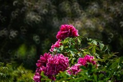 牡 丹 花 开 贵 人 来