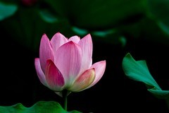 夏日——有君子之风的荷花仙子