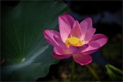 2026年第0589贴 -夏日荷花纪实拍（0827）