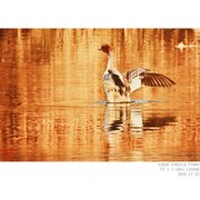 红胸秋沙鸭和普通秋沙鸭