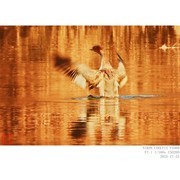 红胸秋沙鸭和普通秋沙鸭