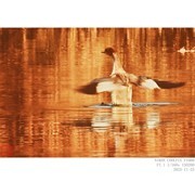 红胸秋沙鸭和普通秋沙鸭