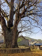 千年银杏已落叶