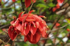 拍摄花卉一（1084）