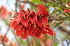 拍摄花卉一（1084）