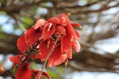 拍摄花卉一（1084）