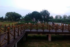 夏日傍晚随拍2