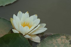 拍摄花卉一（1207）