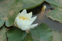 拍摄花卉一（1207）