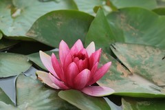 拍摄花卉一（1207）