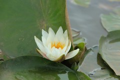 拍摄花卉一（1208）