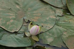拍摄花卉一（1208）