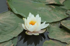 拍摄花卉一（1208）