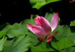 荷花 (56)
