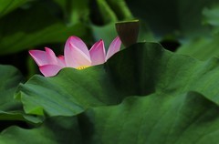 荷花 (56)