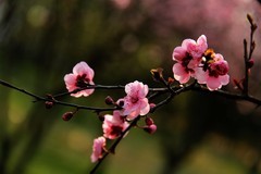 花卉  12