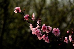 花卉  12