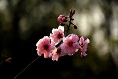 花卉  12