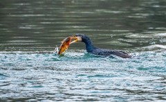 明湖鸬鹚（十七）