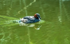 池塘的小?鷉（十）